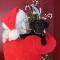 Holiday Pet Sitting and Dog Walking Visits