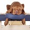 Therapeutic benefits of Canine Massage Therapy
