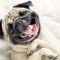 Keep Your Dogs Breath Fresh!