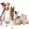 Professional Dog Walking & Pet Sitting Services