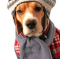 Cold Weather Tips For Pets